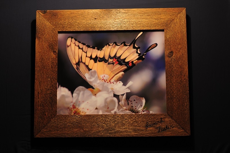 Swallow tail on Pear blossom by artist lenard fisher